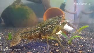 В чём особенность размножения Мраморного рака (Marbled crayfish) — Procambarus virginalis ?