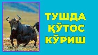 Туш табири - Тушда Кутос куриш