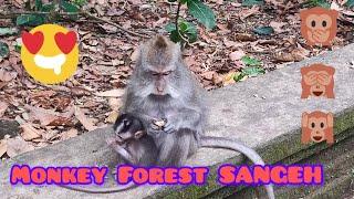 MONKEY FOREST SANGEH, BALI: monyetnya lucu & menggemaskan! ️ #indonesia #animals #monkey #travel