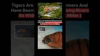 Tiger  Swimmer  | #facts #information #shorts