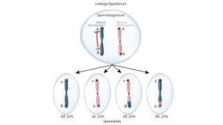 USMLE Step 1 Linkage Disequilibrium