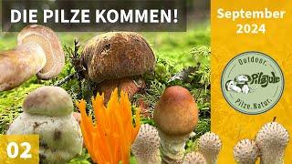 DIE PILZE KOMMEN! | Tolle Erstfunde und steigende Artenvielfalt | Pilzesammeln im September 2024