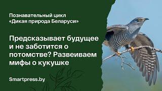 Предсказывает будущее и не заботится о потомстве? Развеиваем мифы о кукушке