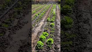 Solar irrigation to produce at lower cost #agribusinesstv