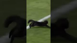 Black cat funny goal   Fifa 2022 Qatar Football #football #cats #catvideos #funnycats  #pets