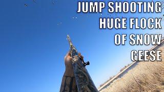 JUMP SHOOTING A HUGE FLOCK OF SNOW GEESE | CATCH & COOK