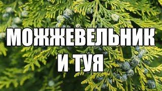 Можжевельники и туи