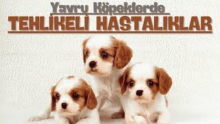 Yavru Köpeklerde Tehlikeli Hastalıklar