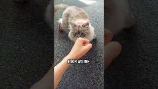 Signs Your Feline Friend Is Nearing the End