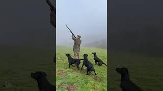 Throwback to our most viewed short! #drivenshooting #labrador #gundog #pheasant