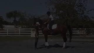 How to Rein Back by Dressage Hub