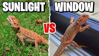 Can Bearded Dragons Get UVB Through Windows?