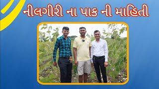 શેગવા ગામ ના યુવા પ્રગતિશીલ ખેડૂત સંજયભાઈ પટેલ ની મુલાકાત (નીલગીરી ની ખેતી) #plants #agriculture