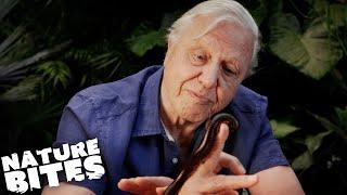 David Attenborough Befriends a Millipede | Nature Bites