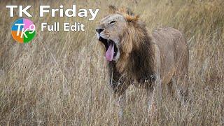 TK FRIDAY (The Lion Roars/Yawns) FULL EDIT