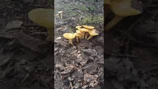 Лисички #грибы