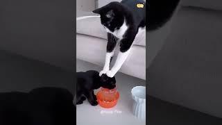 #cat #dog #funny #happycats #catmemes #music #memes #pets