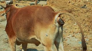 Cow Video Funny | Indian Cow Dung | Watch How Cow Excrete Dung on Indian Streets Video | Gaai Gobar