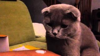 Sochi The Cat: Kefir / s01.e24 HD