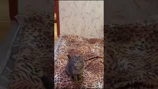 Как коту залезть на потолок? How can a cat climb the ceiling?