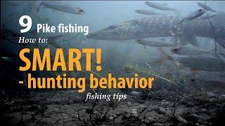 How to • Pike fishing • SMART! -  hunting behavior • fishing tips