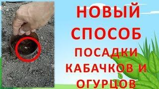 НЕ САЖАЙТЕ КАБАЧКИ ПОКА НЕ ПОСМОТРИТЕ ЭТО ВИДЕО!!! Как посадить цукини. Как выращивать цукини.