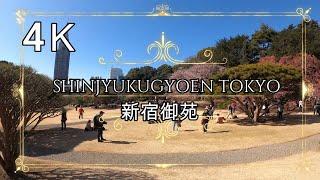 4K【新宿御苑】新宿御苑 一周 ぶらぶら散歩 shinjuku shinjukugyoen tokyo japan park 観光地 寒桜 日本庭園 風景式庭園 整形式庭園