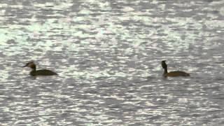 Great Crested Grebe