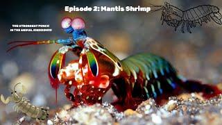 The Most Complex Eyes AND Strongest Punch! All Things Marine Life Podcast Episode 2 - Mantis Shrimp