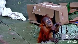 Baby Sumatran Orangutan With Mom- Toronto Zoo 