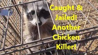 Another Chicken Thief!  CAUGHT & JAILED!