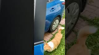 Я всегда с тобой #можноястобой #корги #corgi