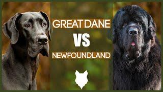 GREAT DANE VS NEWFOUNDLAND