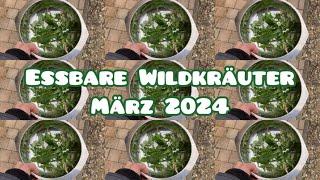 Essbare Wildkräuter im März - Rundgang im Naturgarten