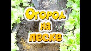 Огород на песке. Не на суглинке, не на торфянике, они питательны, а просто на песке.