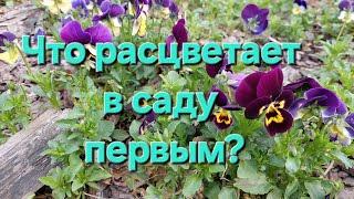 Первые цветы в саду.Купила прострелы.