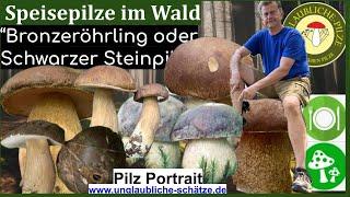 Pilzportrait - Schwarzer Steinpilz "Bronzeröhrling" - essbare  Speisepilze im Pilz Portrait!