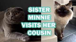 Sister Minnie Visits Her Cousin