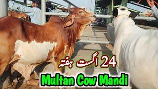 Cholistani Kheery Ablag Gulabi Bachron Ki Update | Multan Janwar Mandi Saturday Update