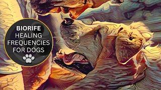 Dog Energy Healing | BIORIFE Frequencies for Relaxation & Well-Being