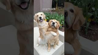 I think my dogs understand English!