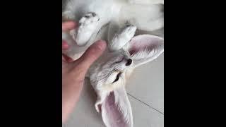 Affectionate fennec fox #shorts