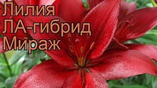 Лилия ла-гибрид Мираж (lilium la-hybrids mirage)  Мираж обзор: как сажать, луковицы лилии Мираж