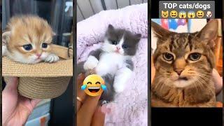 Funny Cats 2025  kitten meowing cute  #funanimals Part 4552