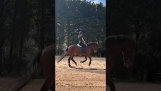 So beyond obsessed with this horse  #horse #dressage #equestrian #ilovemyhorse #pony