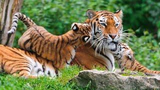 BABY AMUR TIGER AND MOM | A MOTHER TIGER PLAYS WITH HER CUBS