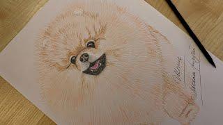 Как нарисовать собаку ШПИЦ / Spitz dog easy drawing