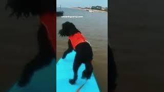 Portuguese Water Dog in action  - Cão d’água Português