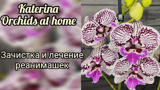 Помощь двум реанимашкам из посылки @zeboorhids . Стволовая гниль и гнилая точка роста! 