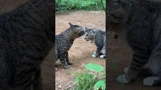 Collection of funny moments #cat #FunnyMoments #ComedyClips #BestFails #Hilarious